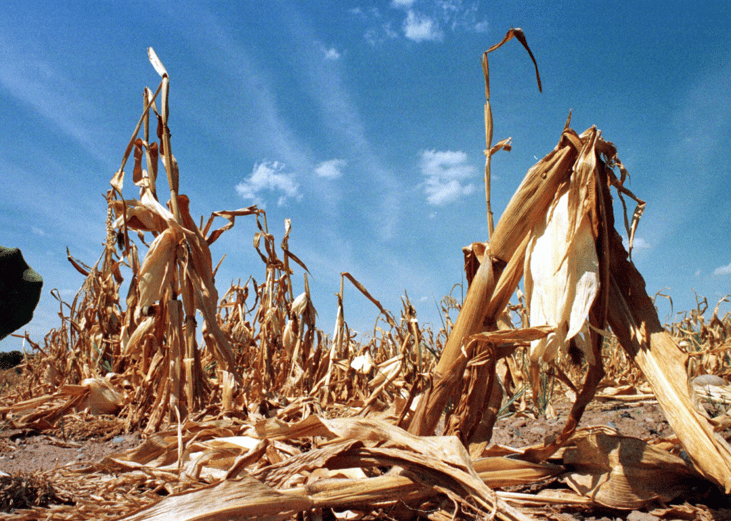 #80. Eastern drought/heat wave (1999)