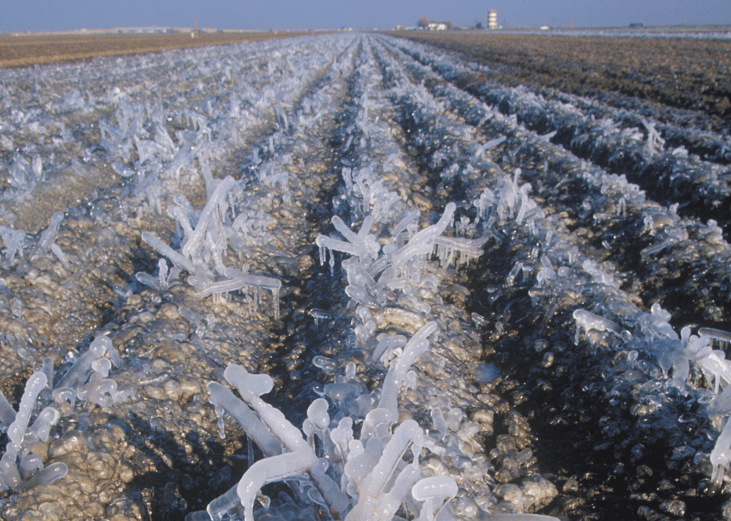 #79. California freeze (1998)