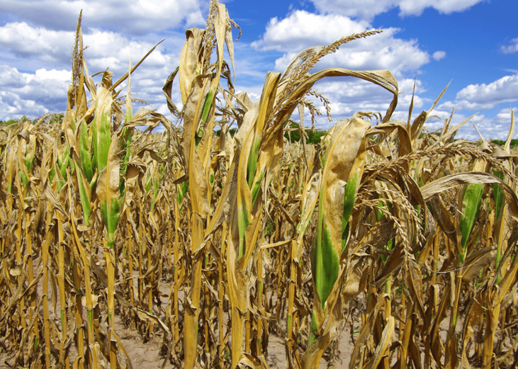 #49. Northern Plains drought (1989)