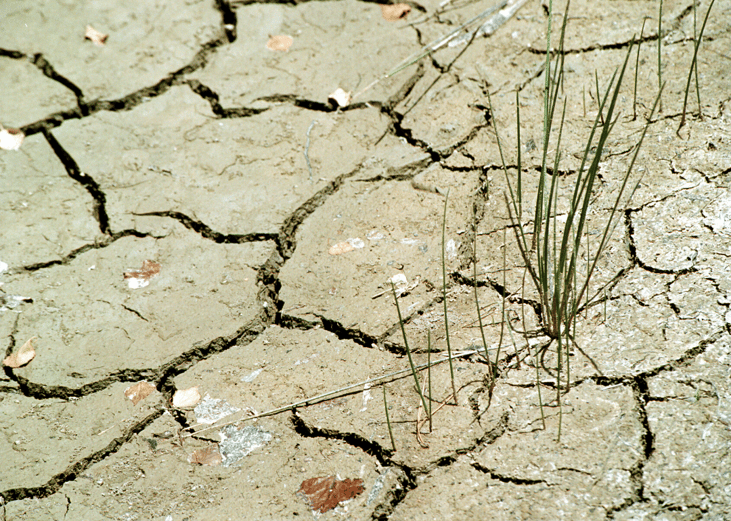 #47. Western/Central drought/heat wave (2003)