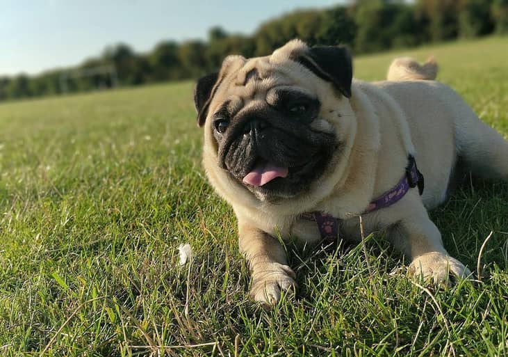 #21. Pugs