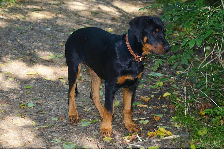 #15. Doberman pinscher