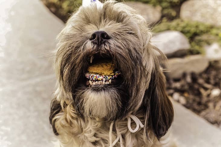 #8. February 23: International Dog Biscuit Appreciation Day