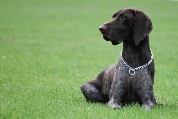 #13. Pointers (German Shorthaired)