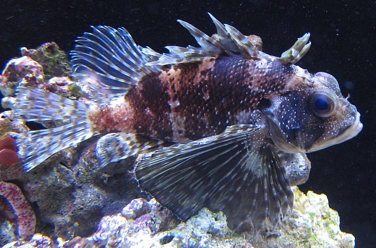 Hawaii: Waikiki Aquarium