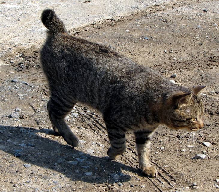 #6. Japanese bobtail (tie)