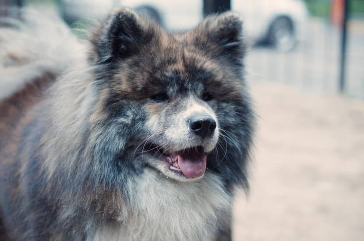 #47. Akitas