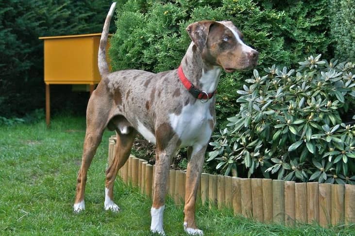#21. Catahoula
