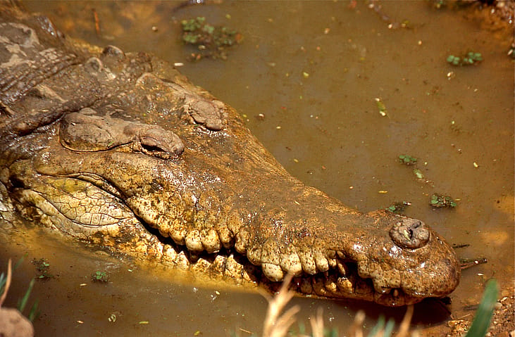 Sewer Alligators