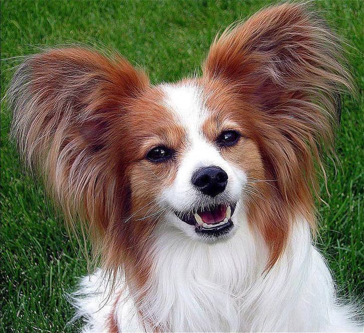 #41. Papillons