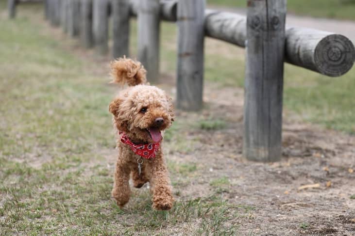 #6. Poodles