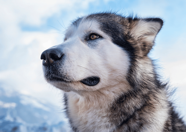 Most popular dog breeds that are good for families