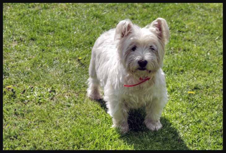 #36. Baxter