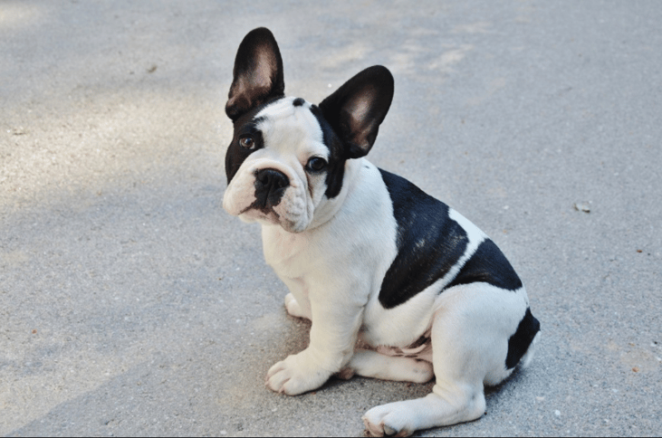 #28. French Bulldogs