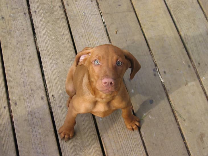 #39. Vizslas