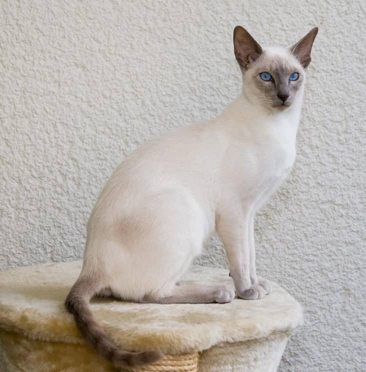 #10. Siamese (tie)