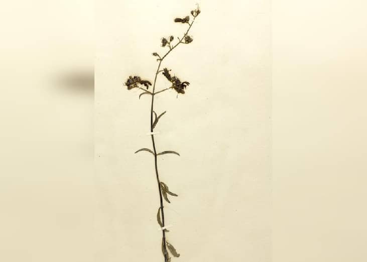 Montezuma County beardtongue