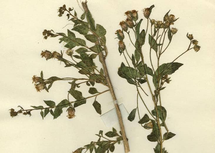 Chenopod brickellbush