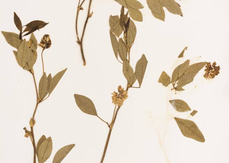 Largestipule leather-root