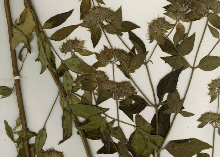Onehair mountainmint