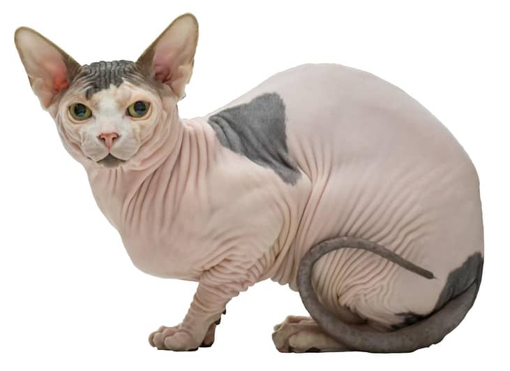 #14. Sphynx (tie)