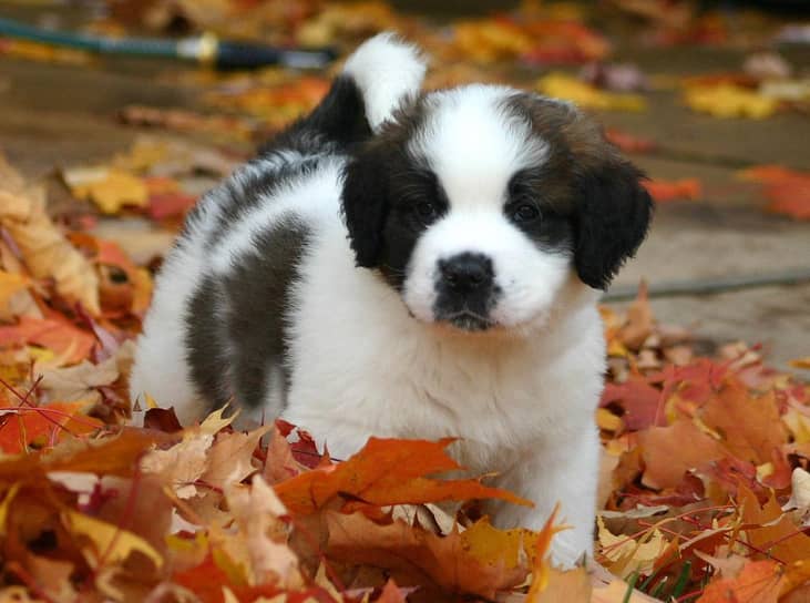 #43. St. Bernards