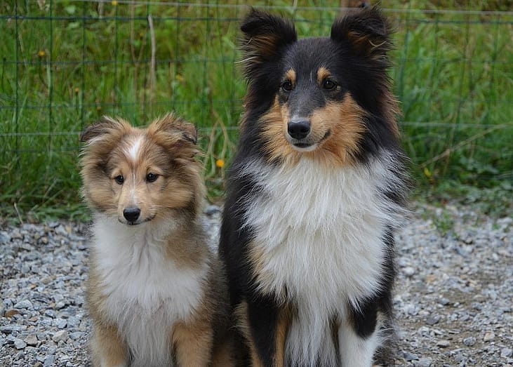 #40. Collie