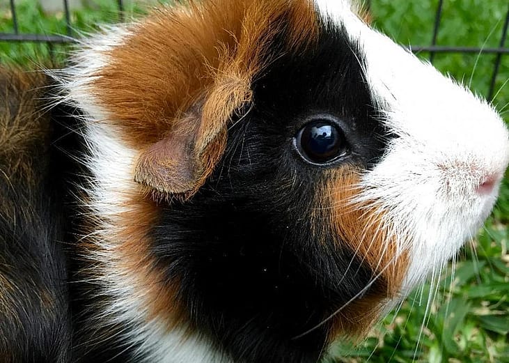 Small furry pets available for adoption in North Port