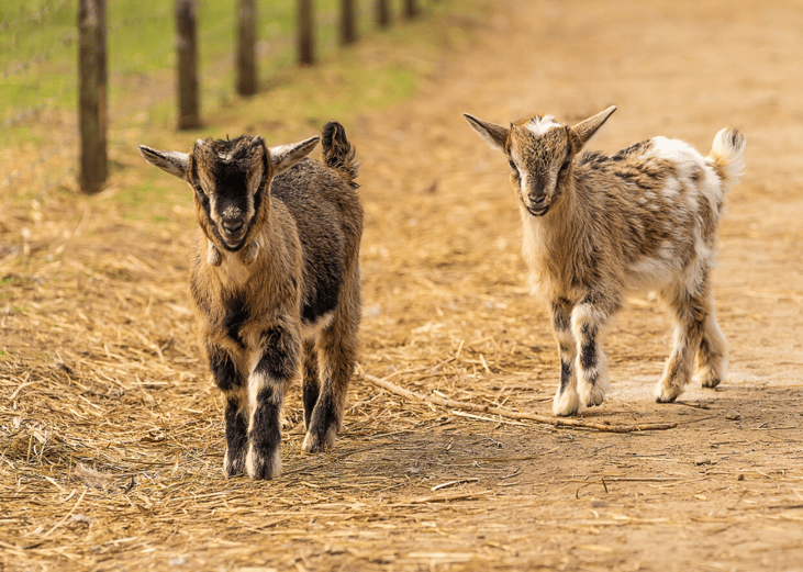 Sponsor a sanctuary animal