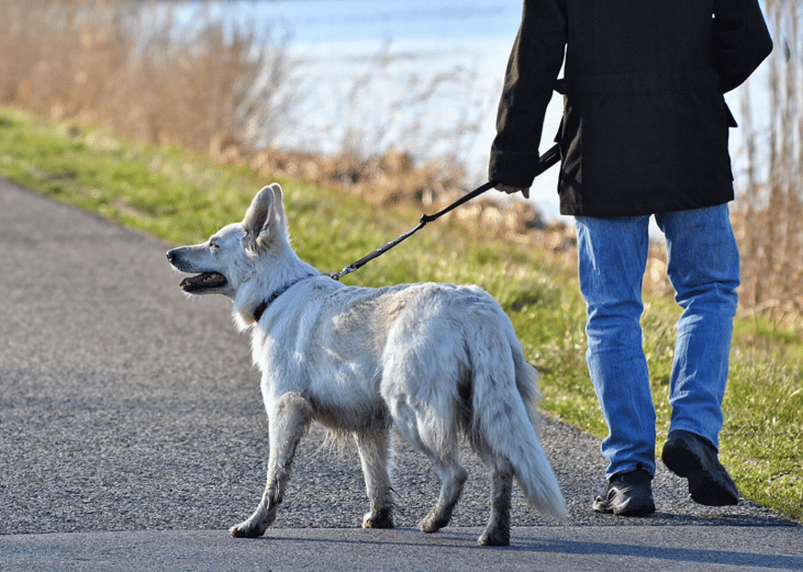 Continue to walk your dog if it’s safe/allowed where you live