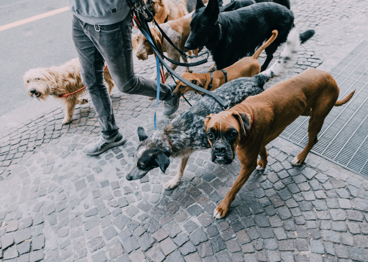 Cancel your dog walker (but pay them if you can)