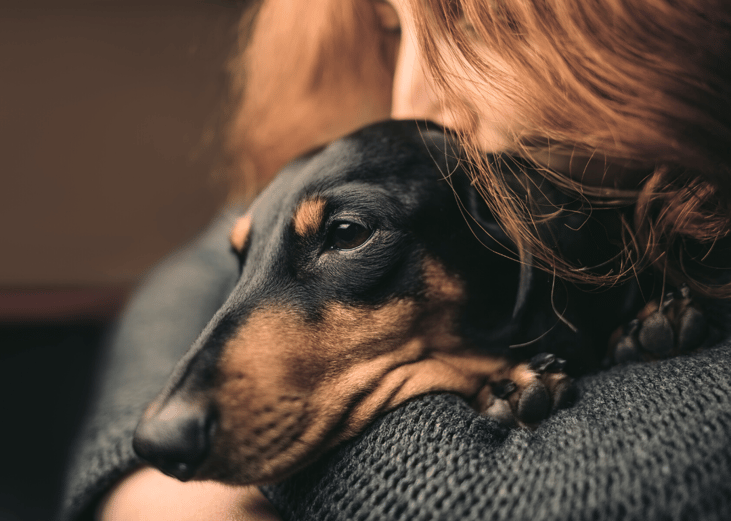 Get your pet, and you, to safety from domestic violence