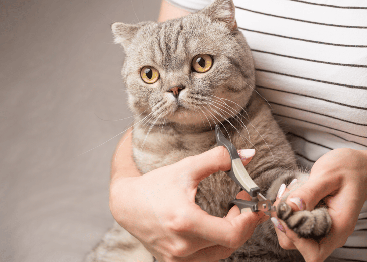 Invest in basic at-home grooming supplies