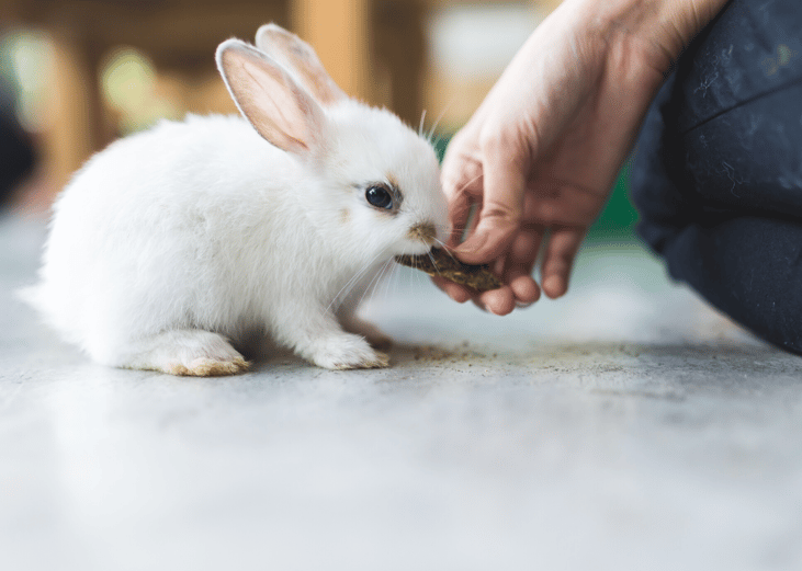 Get a grant for emergency pet care