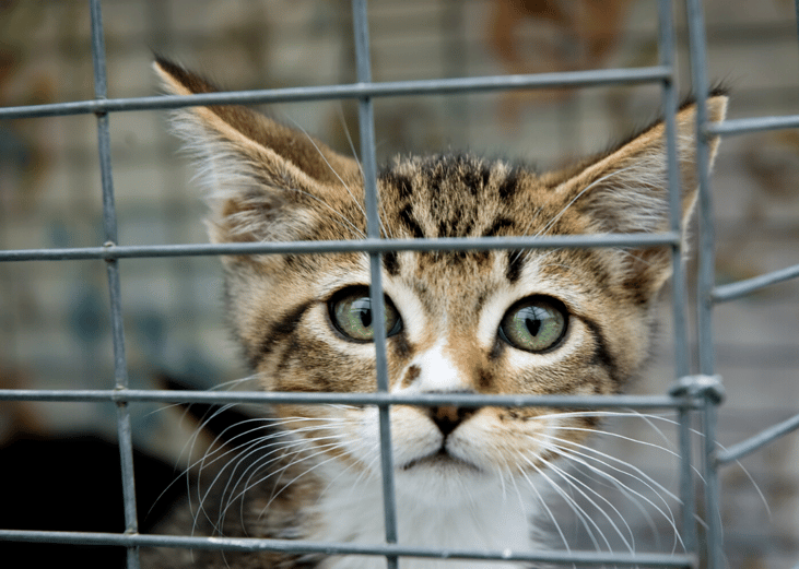 Pursue emergency boarding grants for your pet if you're hospitalized