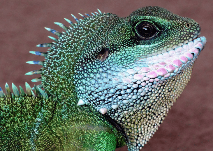 Take special care for exotic or unusual pets