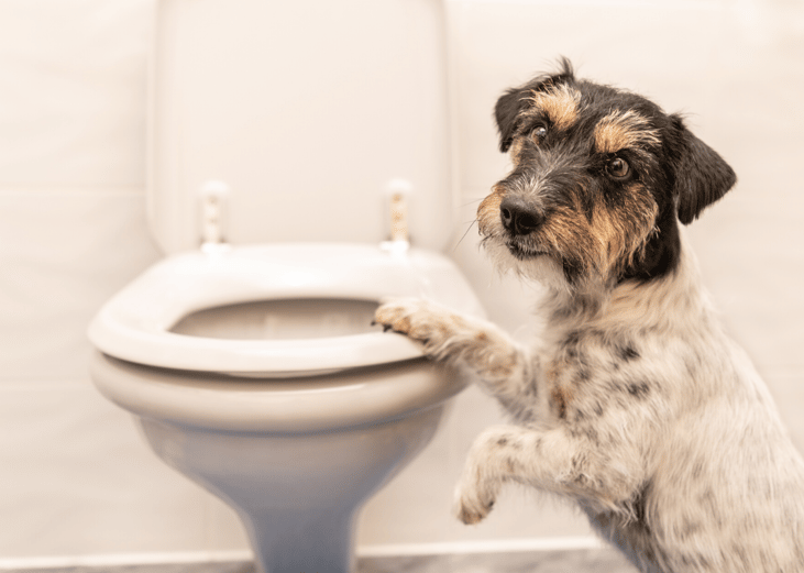 Potty train your pet