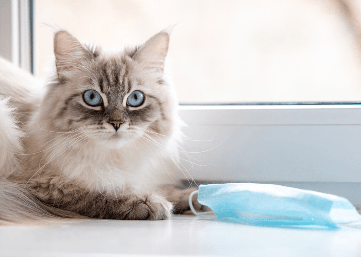 Separate fact from fiction with COVID-19 and your pets