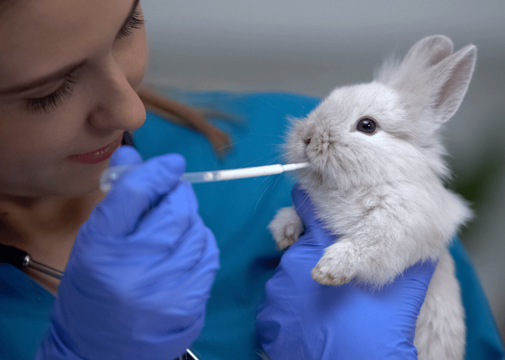 Pursue 'care credits' if you can pay a vet bill up front