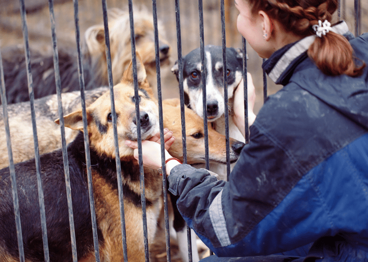 Support your local shelters to help more animals near you