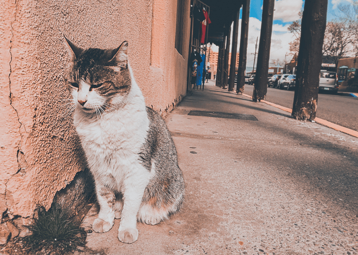 States with the best and worst animal protection laws