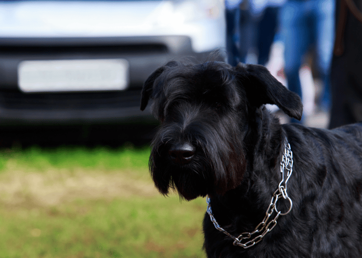 A Giant schnauzer protecting a home