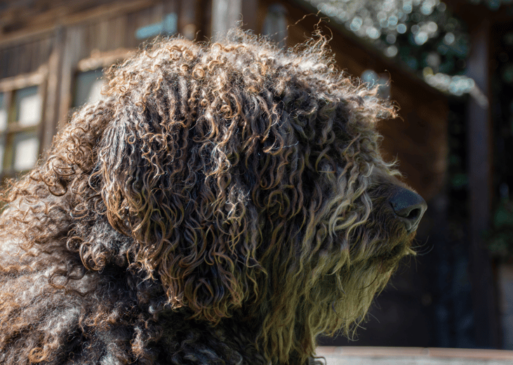 A Spanish water dog sitting in front of a house