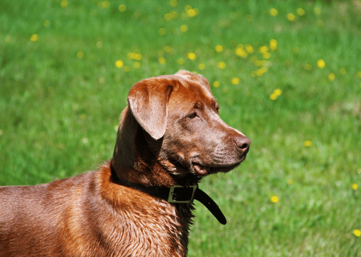 A Chesapeake Bay retriever standing at attention