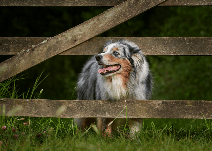 An Australian shepherd sticking its head through a fence
