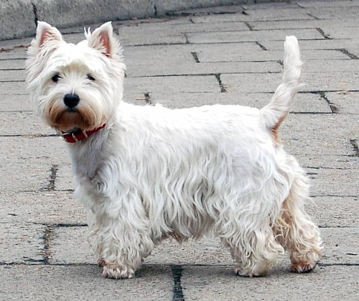 #35. West Highland White Terriers
