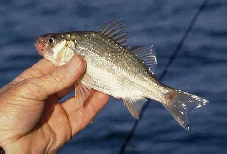 Answer: Louisiana