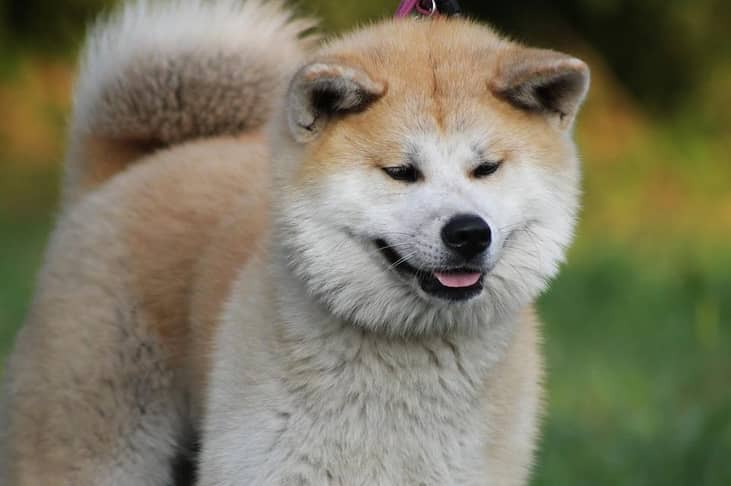 #8. Akita