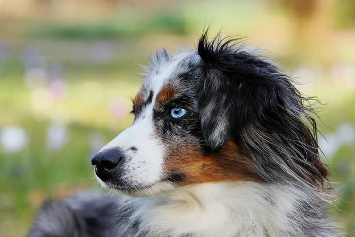 #20. Australian shepherd