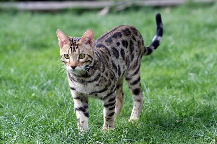 #14. Bengal (tie)